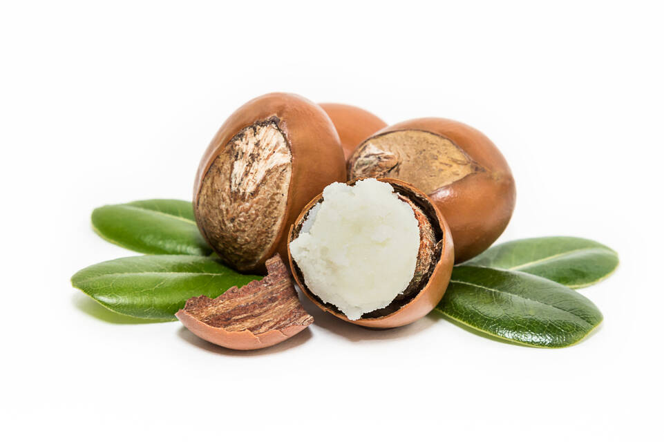 C’est une baie charnue et comestible renfermant une, voire deux amandes dures (comparable à une graine d’avocat i.e. son noyau), d’une teinte blanchâtre, entourée(s) .......