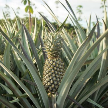 produit-ananas-pain-de-sucre