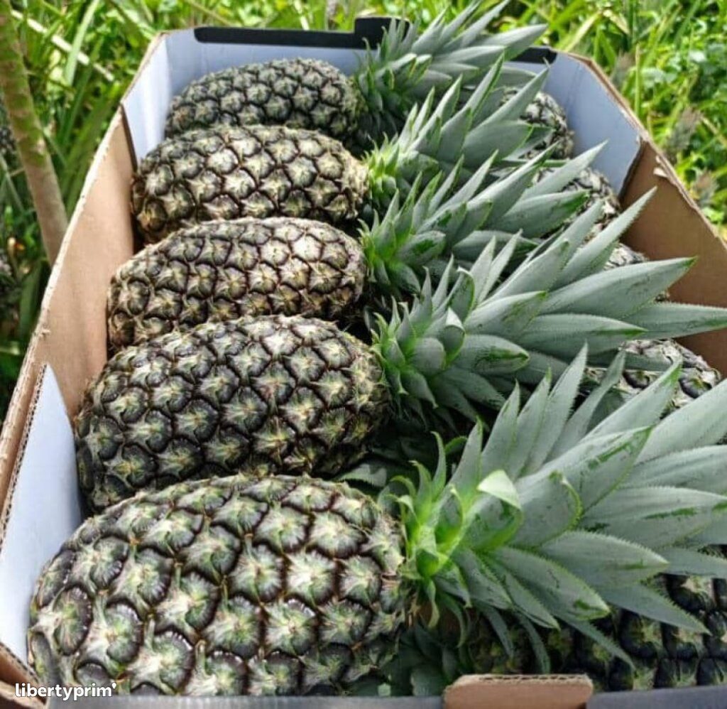 Ananas