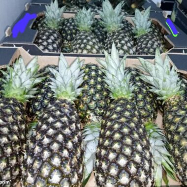 vend-ananas-pain-de-sucre-5132-5-large